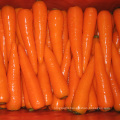 Whole price China bulk carrot